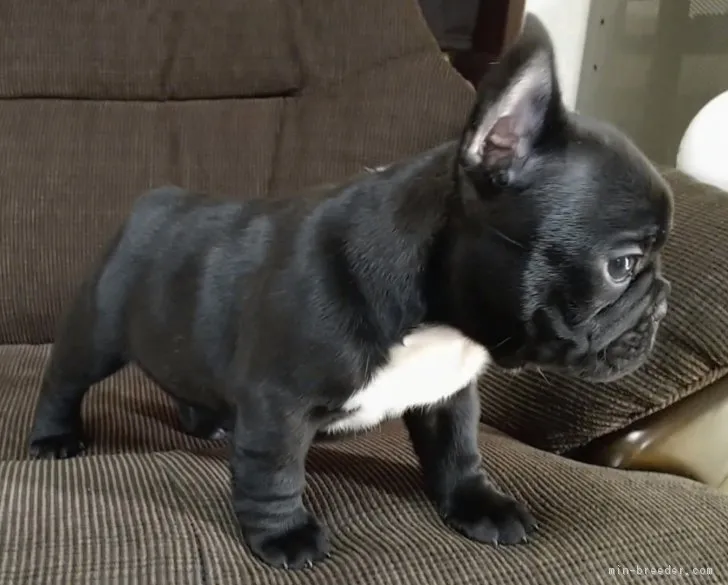 ID:1811-01923の子犬