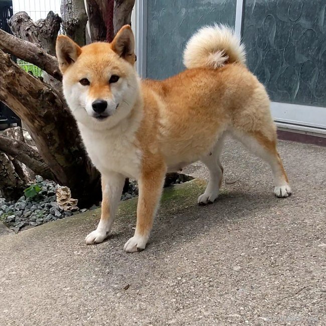 柴犬【・女の子・2022年11月30日・赤】