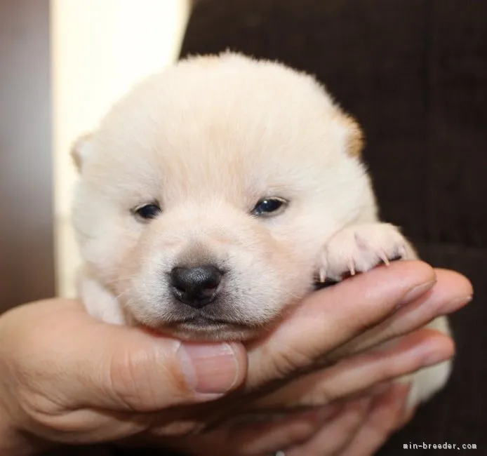 ID:1901-00862の子犬