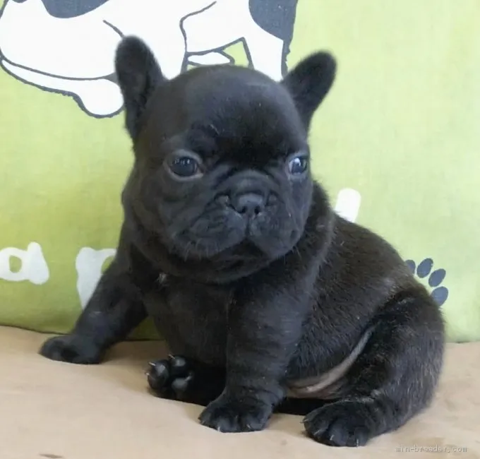 ID：2005-02751の子犬