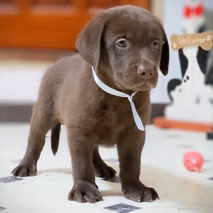 ID:2307-02318の子犬