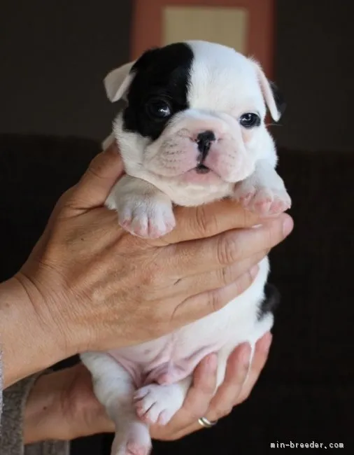 ID:1811-01921の子犬
