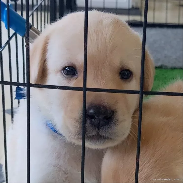 ID:2409-05214の子犬