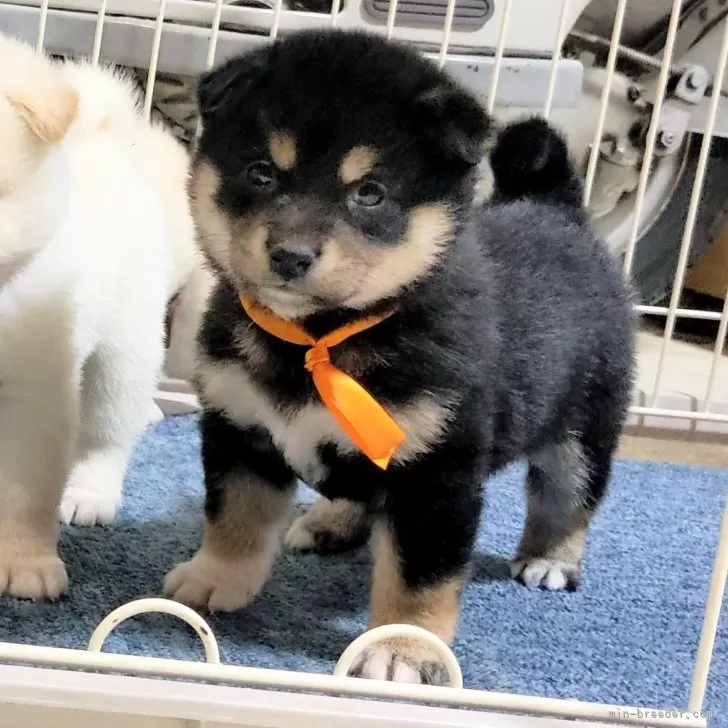 ID:2312-06078の子犬