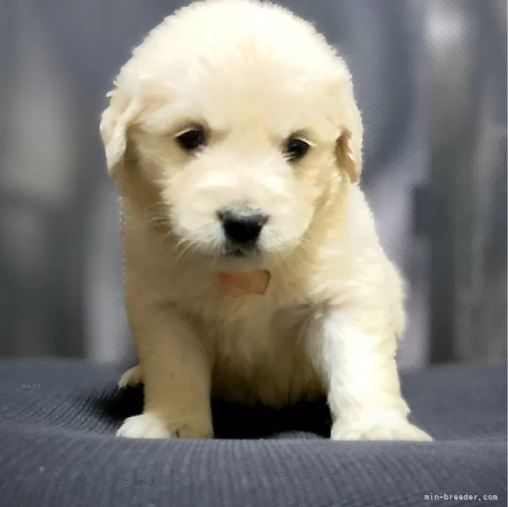 ID:2403-06234の子犬