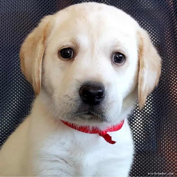 ID:2409-05212の子犬