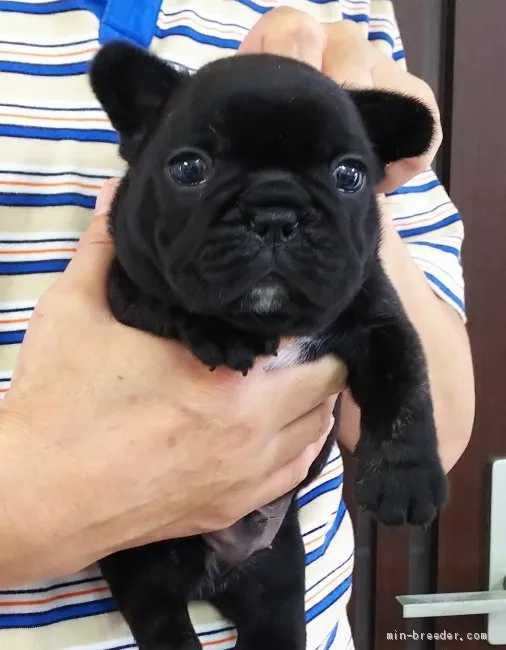 ID:1907-01806の子犬