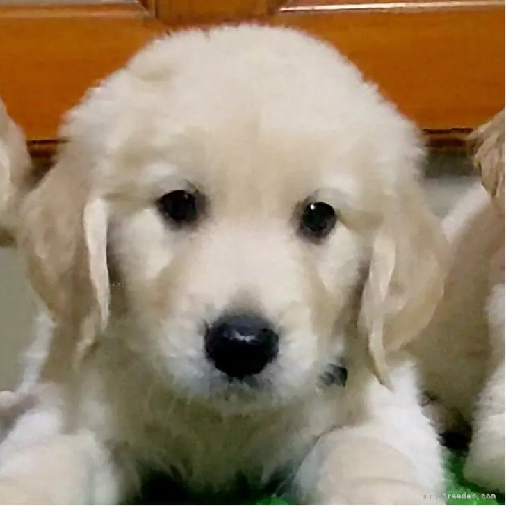 ID:2410-02982の子犬