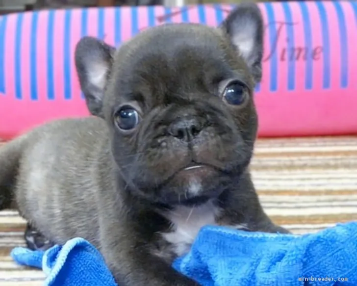 ID：2010-00524の子犬