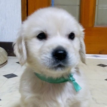 ゴールデンレトリバー【三重県・男の子・2024年2月25日・クリーム】の写真「★ホワイトゴールデン★クリームColor★男の子★」