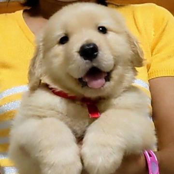 ゴールデンレトリバー【三重県・女の子・2022年7月13日・ゴールド】の写真「★優良血統★人懐っこい女の子★」