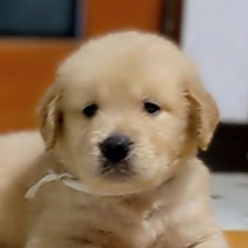 ゴールデンレトリバー【三重県・女の子・2022年7月27日・ゴールド】の写真「★優良血統★アメリカタイプ★淡いクリームな女の子」