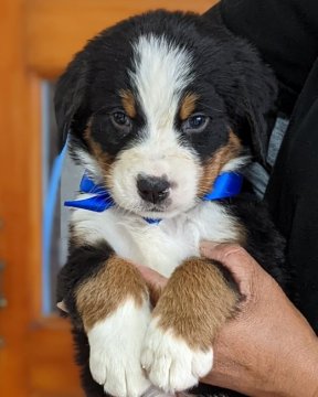 バーニーズ・マウンテン・ドッグ【三重県・男の子・2022年4月8日・ブラックトリコロール】の写真「💞可愛いバーニーズ✨男の子✨青リボン」