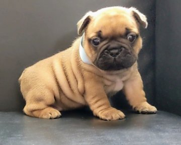 フレンチブルドッグ【三重県・男の子・2022年3月29日・フォーン】の写真「★優良血統★可愛いフォーン★男の子★」