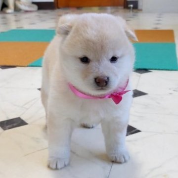 柴犬(標準サイズ)【三重県・女の子・2023年1月18日・白】の写真「★小柄な白柴★女の子」