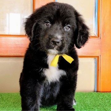 ミックス(ゴールデンレトリバー×バーニーズ・マウンテン・ドッグ)【三重県・女の子・2024年8月28日・ブラック&ホワイト】の写真「★ブラックなゴールデン★ロングヘアーの女の子」