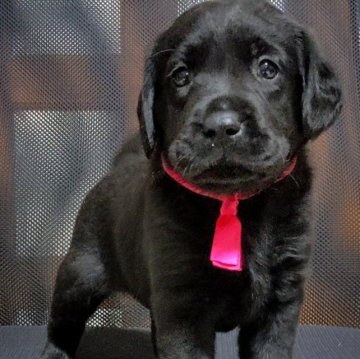 ラブラドールレトリバー【三重県・女の子・2023年9月7日・ブラック】の写真「★可愛い黒ラブ★女の子★ベストサイズ★」