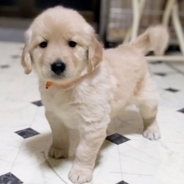 ゴールデンレトリバー【三重県・女の子・2023年10月8日・ゴールド】の写真「★両親遺伝子検査クリア★優良血統★可愛い女の子★」