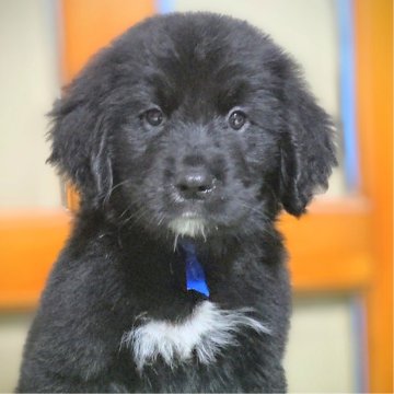 ミックス(ゴールデンレトリバー×バーニーズ・マウンテン・ドッグ)【三重県・男の子・2024年8月28日・ブラック&ホワイト】の写真「★ブラックゴールデン★ゴールデンバーニーズ★男の子」