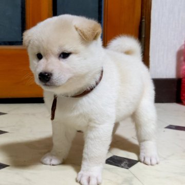 柴犬(標準サイズ)【三重県・男の子・2023年11月18日・白】の写真「★綺麗な白柴★お鼻も真黒★」