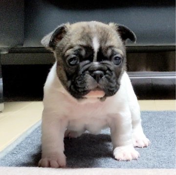 フレンチブルドッグ【三重県・女の子・2024年1月2日・フォーンパイド】の写真「★丸々なボディー★お顔が可愛い女の子★」