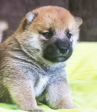 柴犬(標準サイズ)【三重県・男の子・2020年8月13日・赤】の写真「★両親小柄★パパは豆柴認定★小ぶりな赤柴男の子★1」