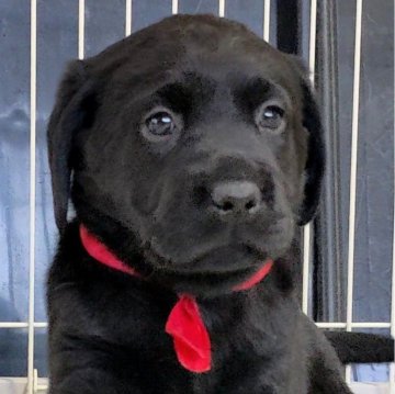 ラブラドールレトリバー【三重県・女の子・2024年2月1日・ブラック】の写真「★可愛いお顔の女の子★容姿綺麗★」