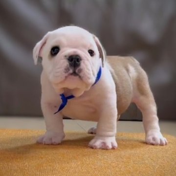 ブルドッグ【三重県・男の子・2024年2月18日・ホワイト&レッド】の写真「★優良血統★骨量抜群男の子★両親犬遺伝子検査クリア」