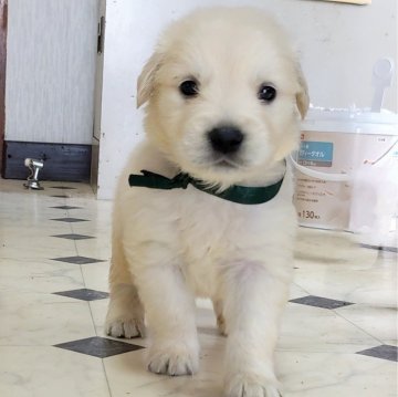 ゴールデンレトリバー【三重県・男の子・2024年2月25日・クリーム】の写真「★ホワイトゴールデン★クリームカラー★男の子」