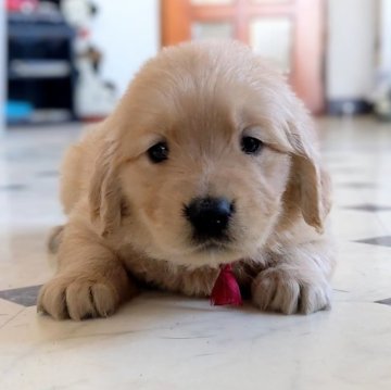 ゴールデンレトリバー【三重県・女の子・2023年9月10日・ゴールド】の写真「★優良血統★可愛い女の子★ベストサイズ★」