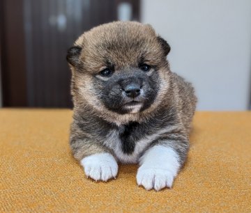柴犬(標準サイズ)【三重県・男の子・2021年3月6日・赤】の写真「★両親遺伝子検査クリア犬★小柄な母犬の子★」