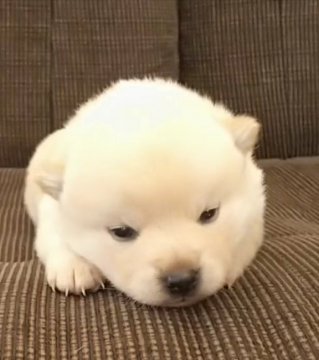 柴犬(標準サイズ)【三重県・女の子・2018年12月23日・白(淡赤)】の写真「★白柴犬★小ぶりな女の子」