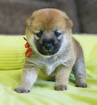 柴犬(標準サイズ)【三重県・女の子・2020年8月13日・赤】の写真「★小柄な両親★父犬豆柴認定☆小ぶりな赤柴☆女の子☆」