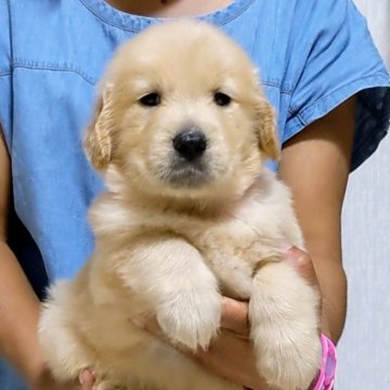 ゴールデンレトリバー【三重県・女の子・2022年7月27日・ゴールド】の写真「★優良血統★容姿に骨量抜群！★可愛い女の子」