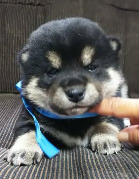 柴犬(標準サイズ)【三重県・男の子・2020年1月1日・黒】の写真「★元旦生まれ㊗️黒柴男の子★青リボン★」
