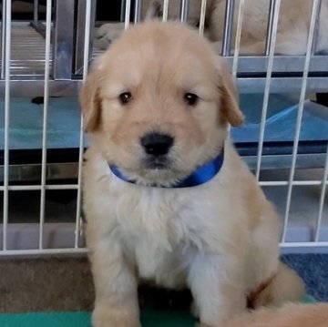 ゴールデンレトリバー【三重県・男の子・2023年9月10日・ゴールド】の写真「★両親遺伝子検査クリア★優良血統★」