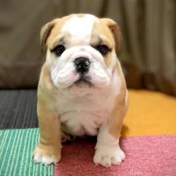 ブルドッグ【三重県・男の子・2024年2月18日・レッド&ホワイト】の写真「★両親犬共遺伝子検査クリア★❉GW価格★」