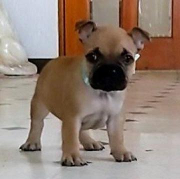 フレンチブルドッグ【三重県・男の子・2022年8月13日・レッドフォーン】の写真「人気✨レッドフォーン✨男の子」