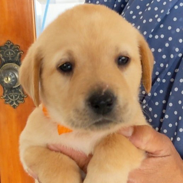 ラブラドールレトリバー【三重県・女の子・2022年4月29日・イエロー】の写真「可愛い女の子🐾濃いめのイエロー🐾」