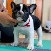 フレンチブルドッグ【三重県・女の子・2023年1月12日・パイド】の写真1「2/23撮影！」