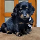 カニンヘンダックスフンド(ロング)【三重県・女の子・2024年4月24日・ブラックタン】の写真2