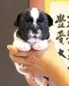 フレンチブルドッグ【三重県・女の子・2019年6月17日・パイド】の写真3「両パンチ綺麗に入っております♪」