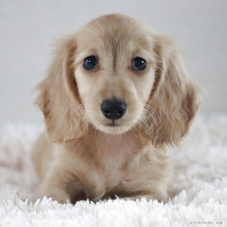 ブリーダー画像