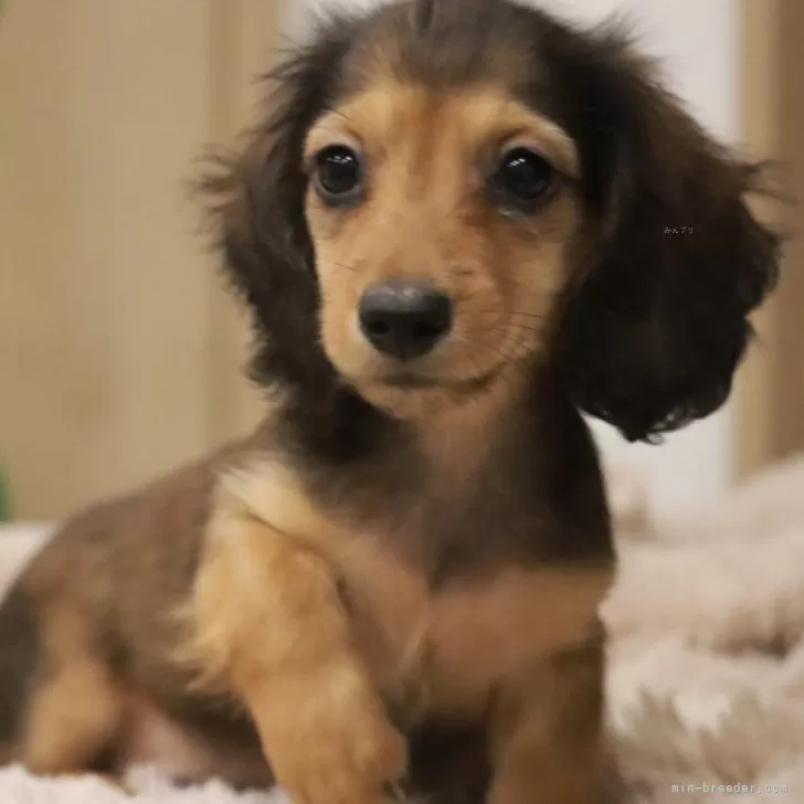 ID:2411-06565の子犬
