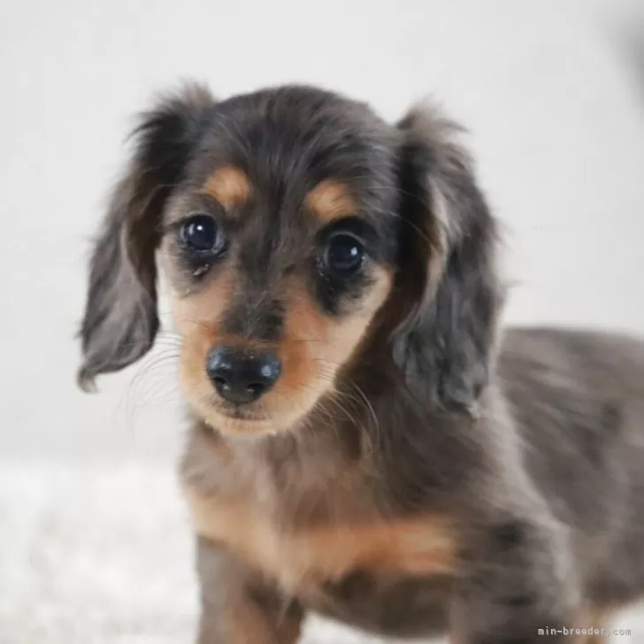ID:2504-02078の子犬