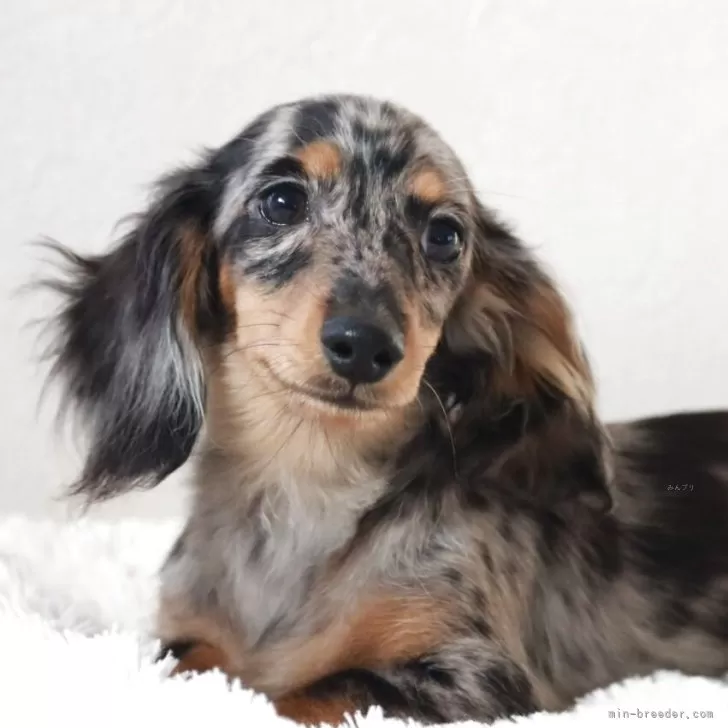 S.N 様のお迎えした子犬