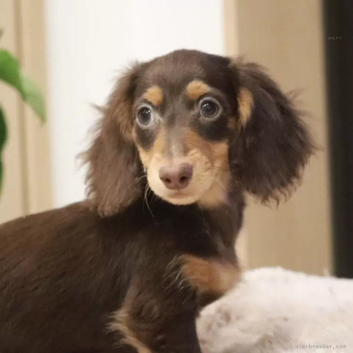 ID:2411-05555の子犬