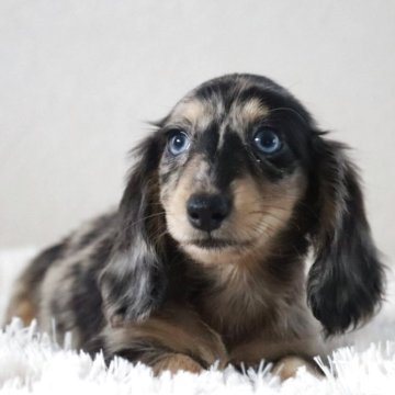 カニンヘンダックスフンド(ロング)【高知県・女の子・2025年8月2日・シルバーダップル】の写真「可愛い子💗小さめ」