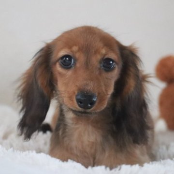 カニンヘンダックスフンド(ロング)【高知県・女の子・2024年10月10日・レッド】の写真「可愛い💕」
