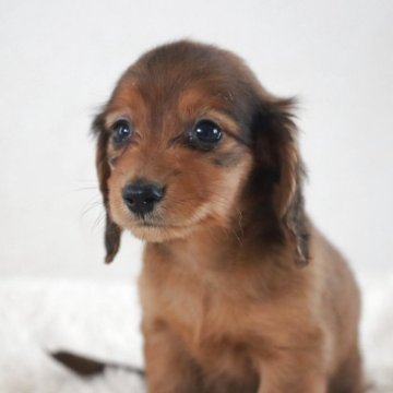 カニンヘンダックスフンド(ロング)のレッド系の子犬を探す